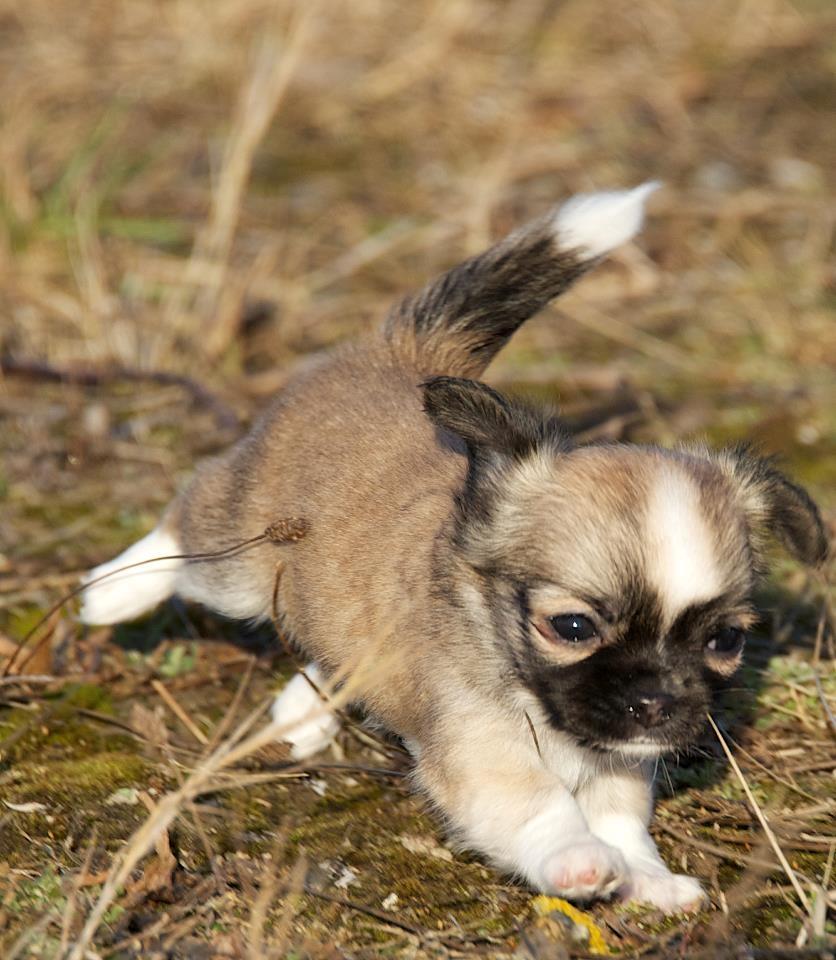 Chihuahua ChiBoel´s Fab Four Paul billede 12