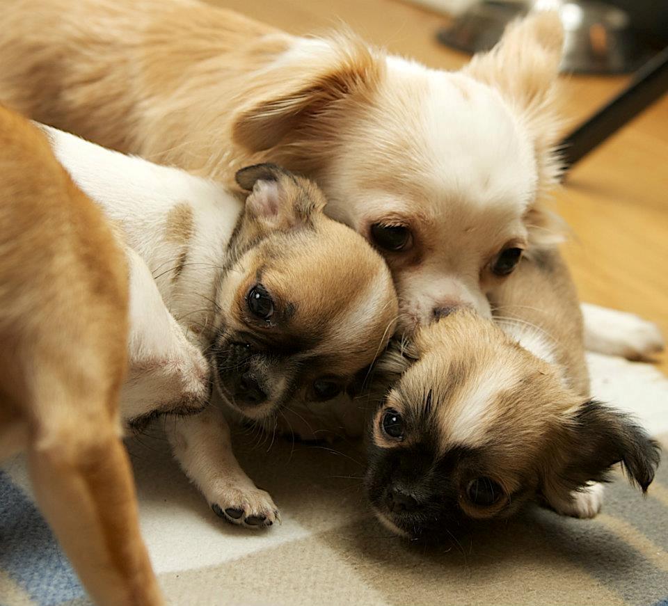 Chihuahua ChiBoel´s Fab Four Paul billede 13