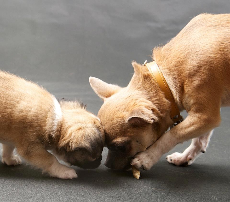 Chihuahua ChiBoel´s Fab Four Paul billede 14