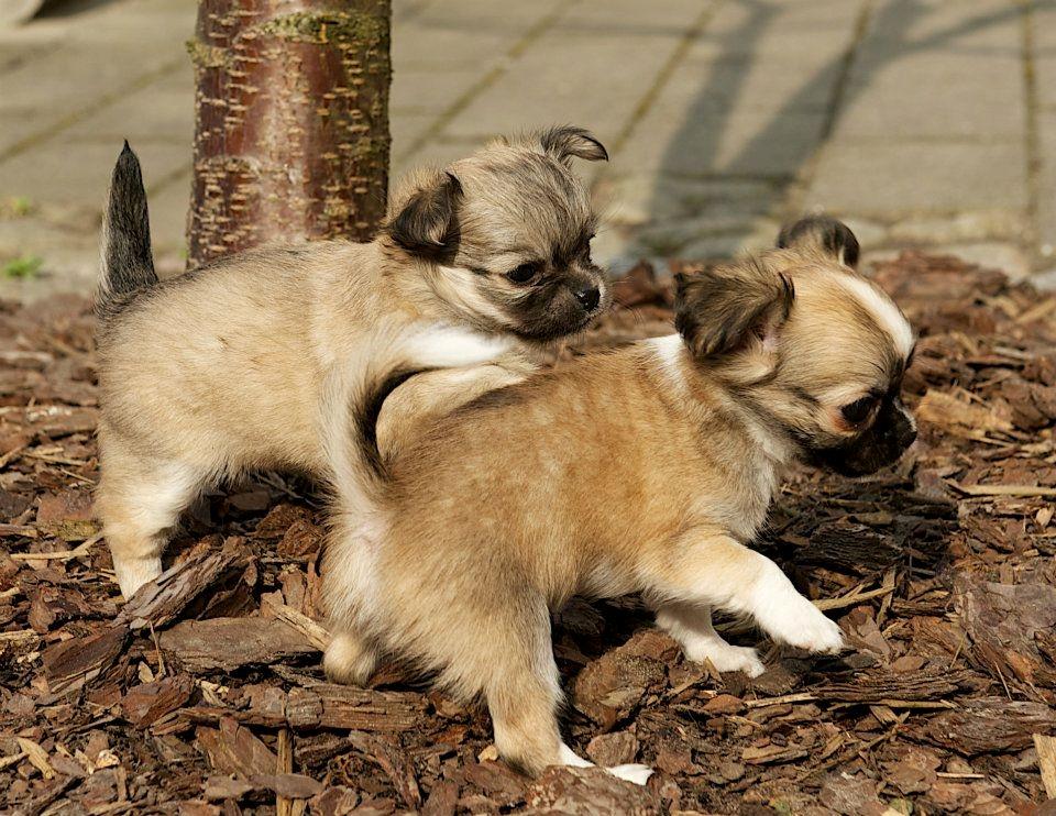 Chihuahua ChiBoel´s Fab Four Paul billede 15