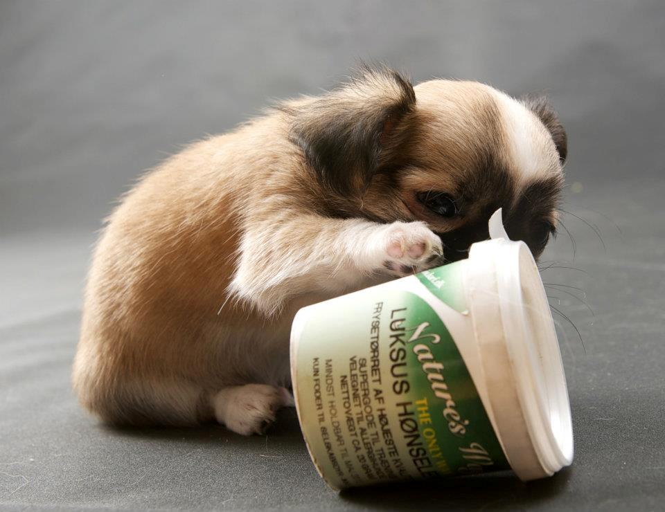 Chihuahua ChiBoel´s Fab Four Paul billede 16