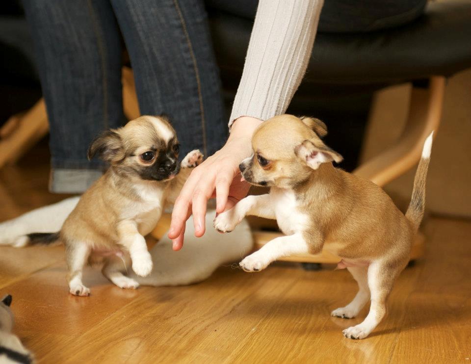 Chihuahua ChiBoel´s Fab Four Paul billede 17