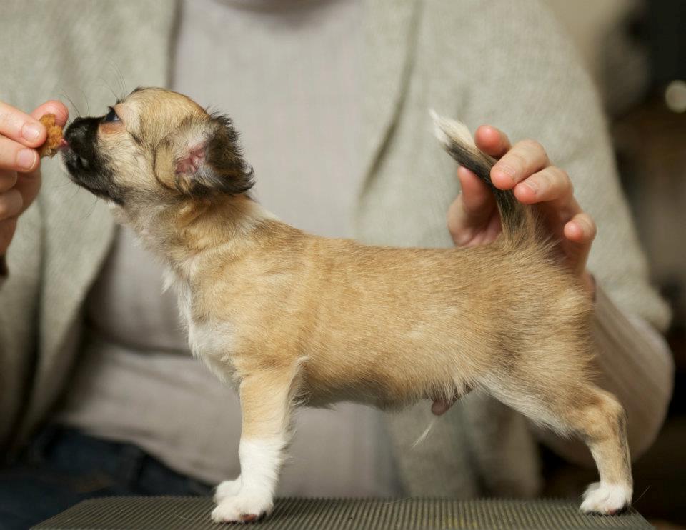 Chihuahua ChiBoel´s Fab Four Paul billede 18