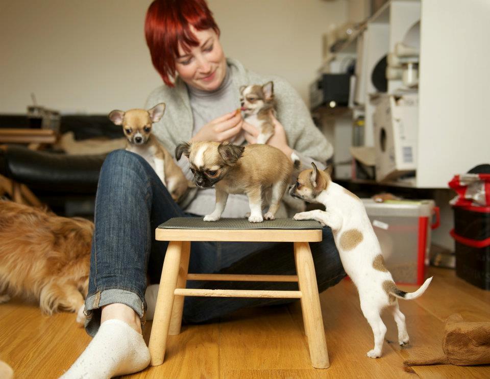 Chihuahua ChiBoel´s Fab Four Paul billede 19