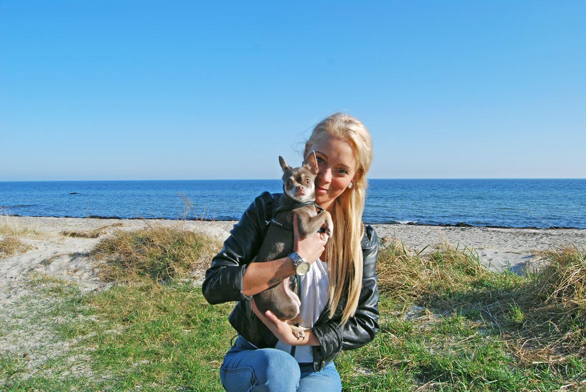 Chihuahua Kayla billede 2