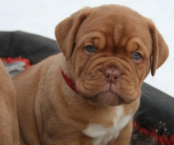 Dogue de bordeaux Estéphe's Kiss Me Kalah billede 1