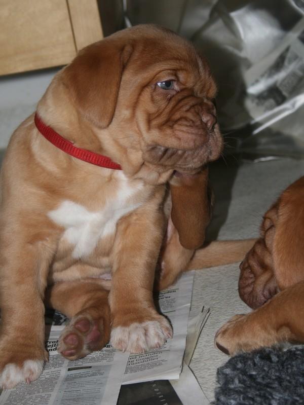 Dogue de bordeaux Estéphe's Kiss Me Kalah billede 2