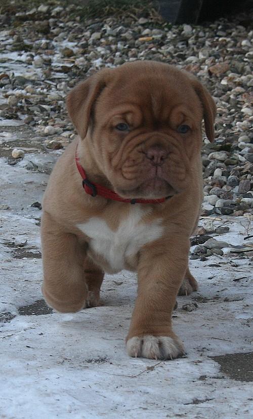 Dogue de bordeaux Estéphe's Kiss Me Kalah billede 3
