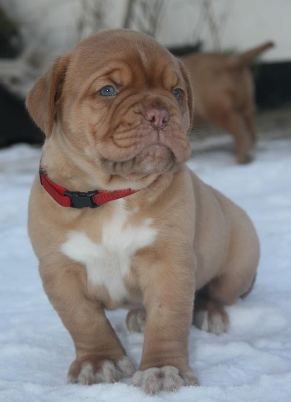 Dogue de bordeaux Estéphe's Kiss Me Kalah billede 4
