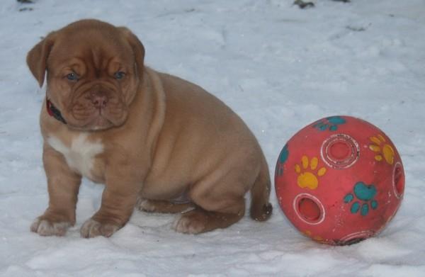 Dogue de bordeaux Estéphe's Kiss Me Kalah billede 5