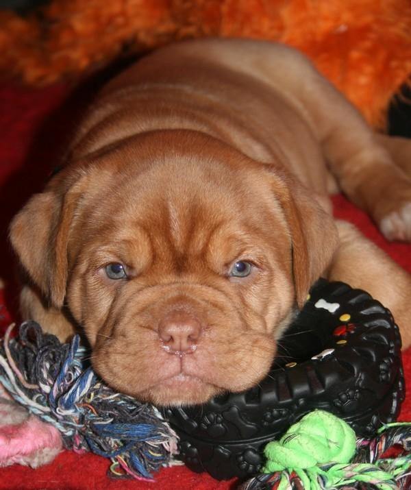 Dogue de bordeaux Estéphe's Kiss Me Kalah billede 6