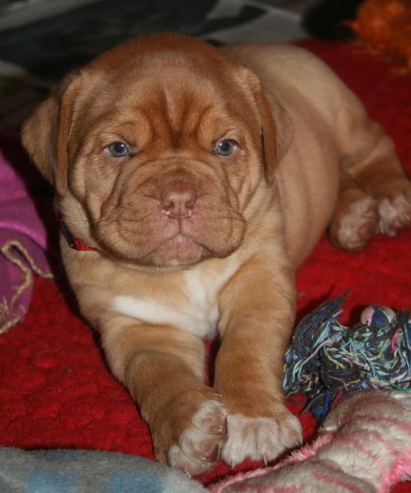 Dogue de bordeaux Estéphe's Kiss Me Kalah billede 7