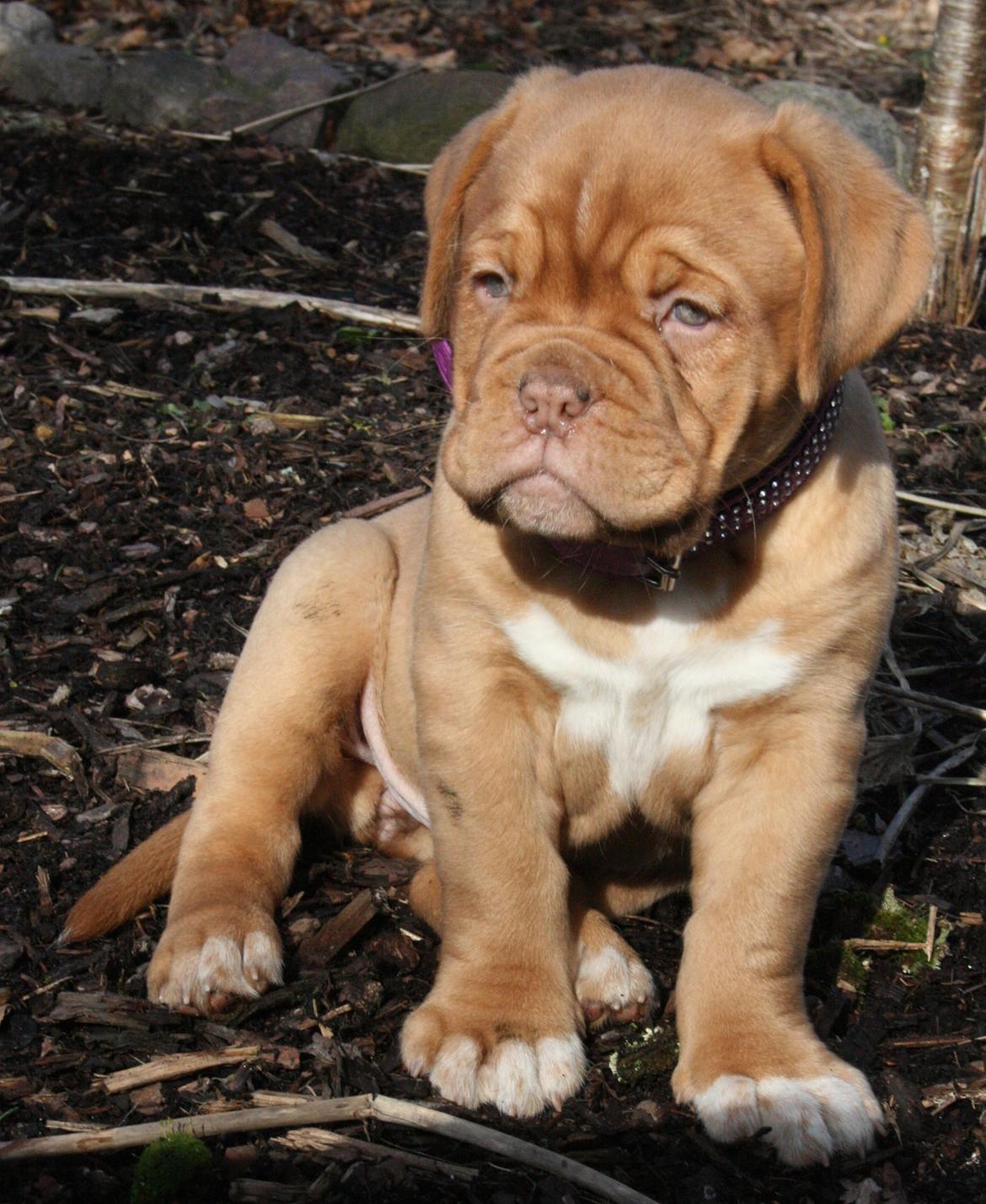 Dogue de bordeaux Estéphe's Kiss Me Kalah billede 8