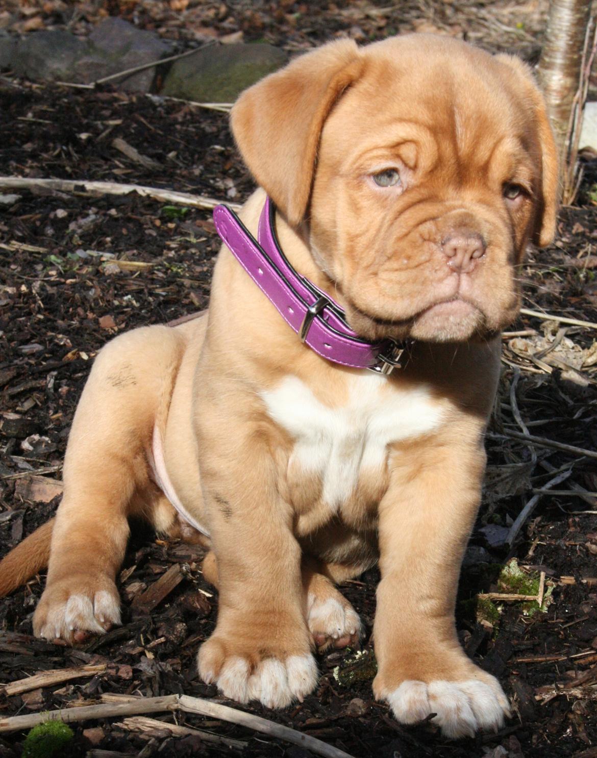 Dogue de bordeaux Estéphe's Kiss Me Kalah billede 9