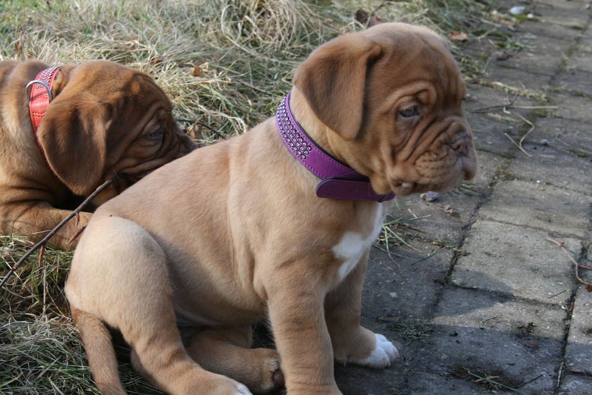 Dogue de bordeaux Estéphe's Kiss Me Kalah billede 10