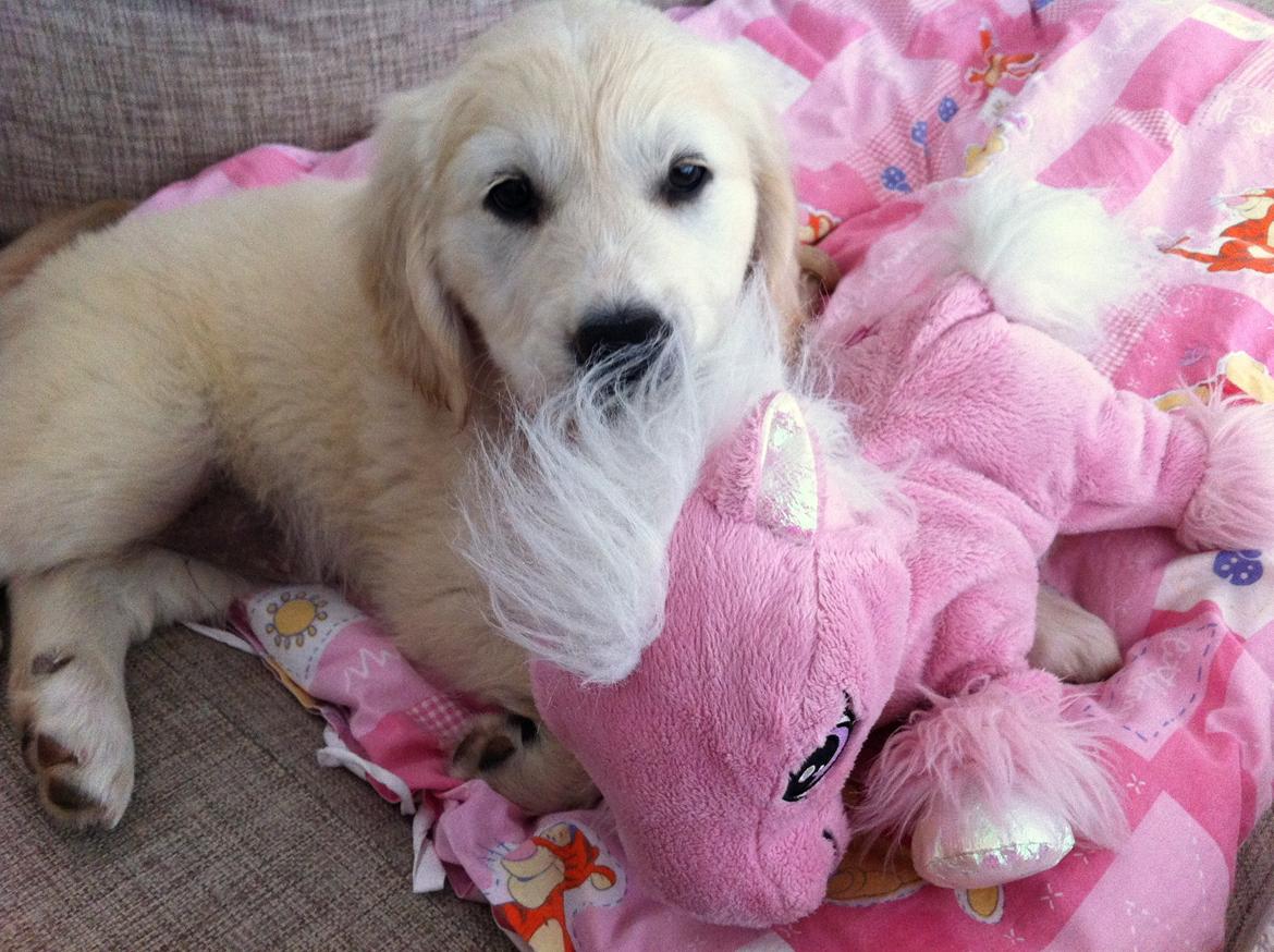 Blanding af racer Disney - da Disney mødte "hest" billede 2