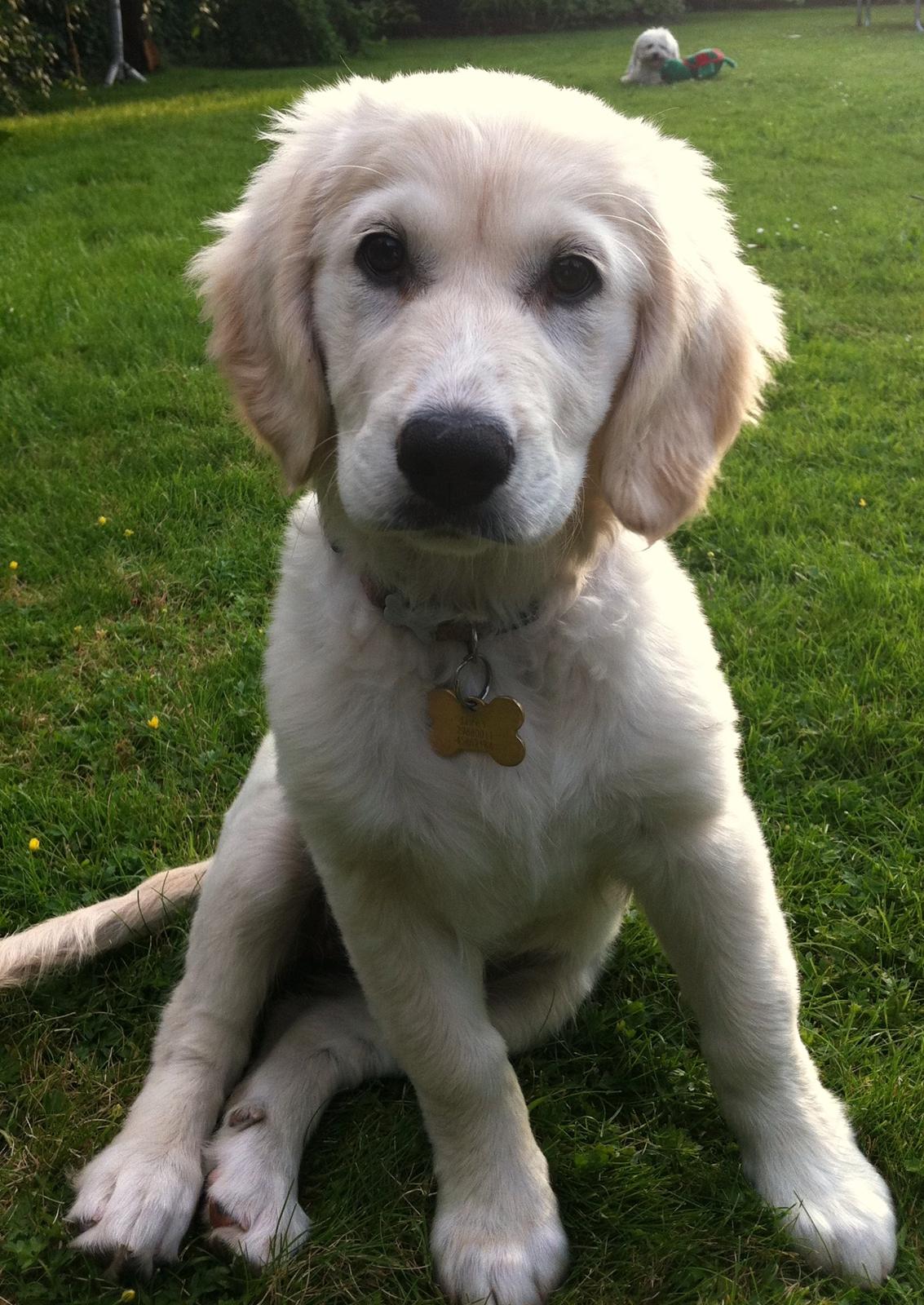 Blanding af racer Disney - Disney til grillfest billede 3