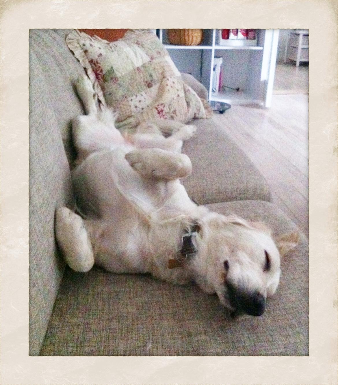 Blanding af racer Disney - træt Disney billede 6