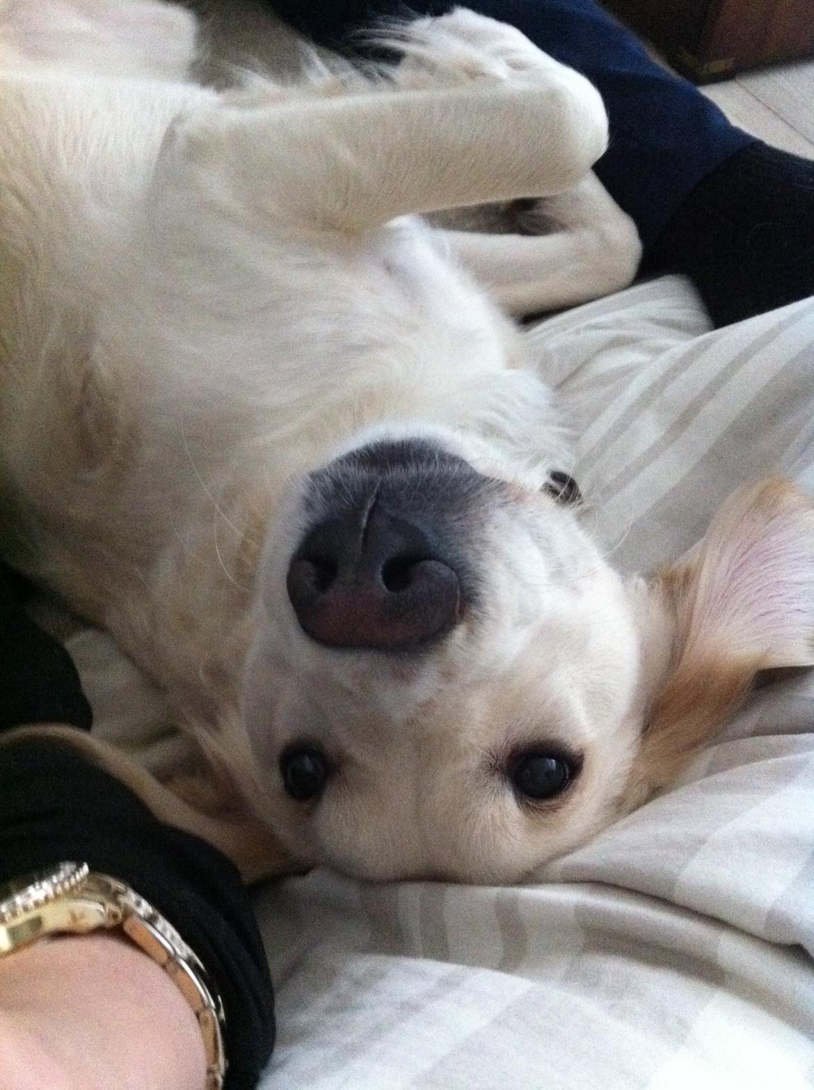 Blanding af racer Disney - fjumse <3 billede 7