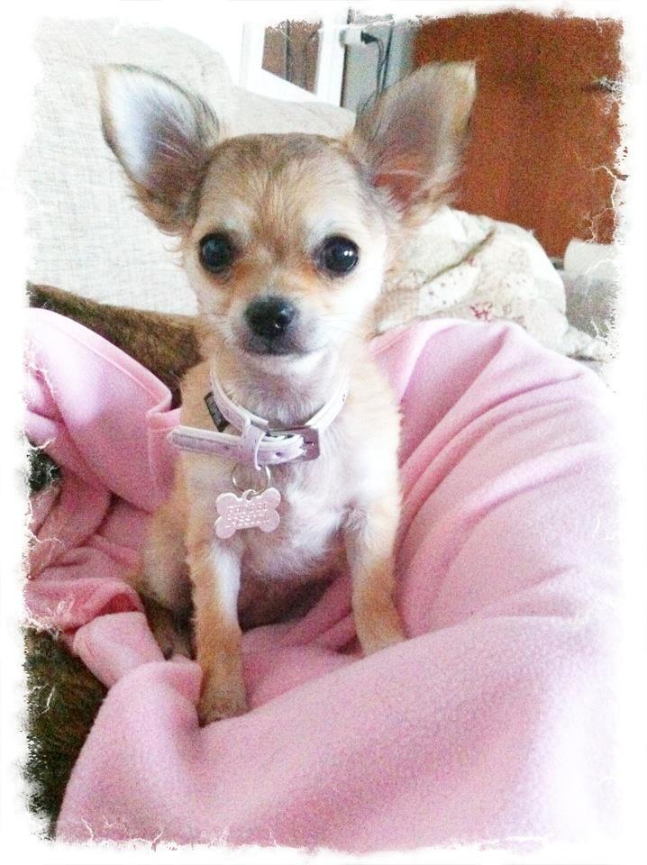 Chihuahua Phoebe billede 1