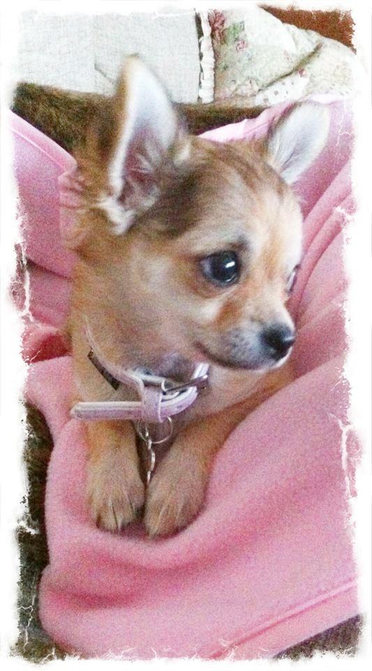 Chihuahua Phoebe billede 2