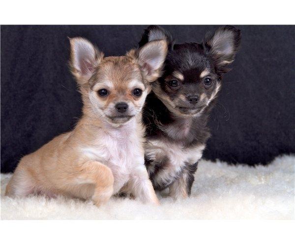 Chihuahua Phoebe - Phoebe og hendes bror billede 3