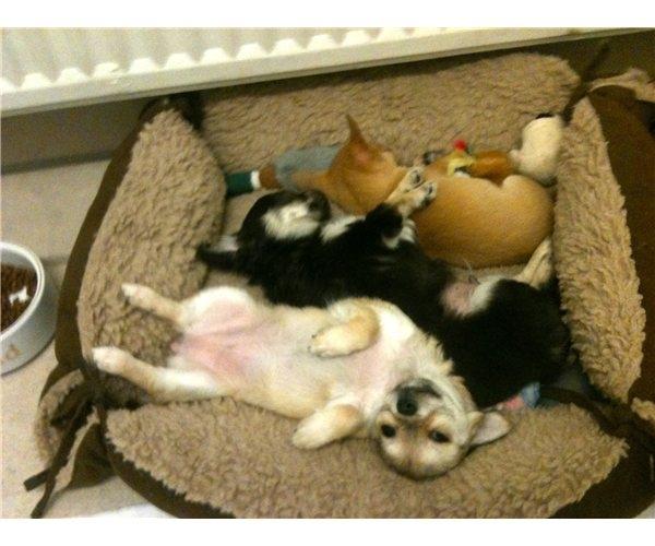 Chihuahua Phoebe - Phoebe med hendes bror (den mørke) og hendes lille lille søster (den røde) billede 4