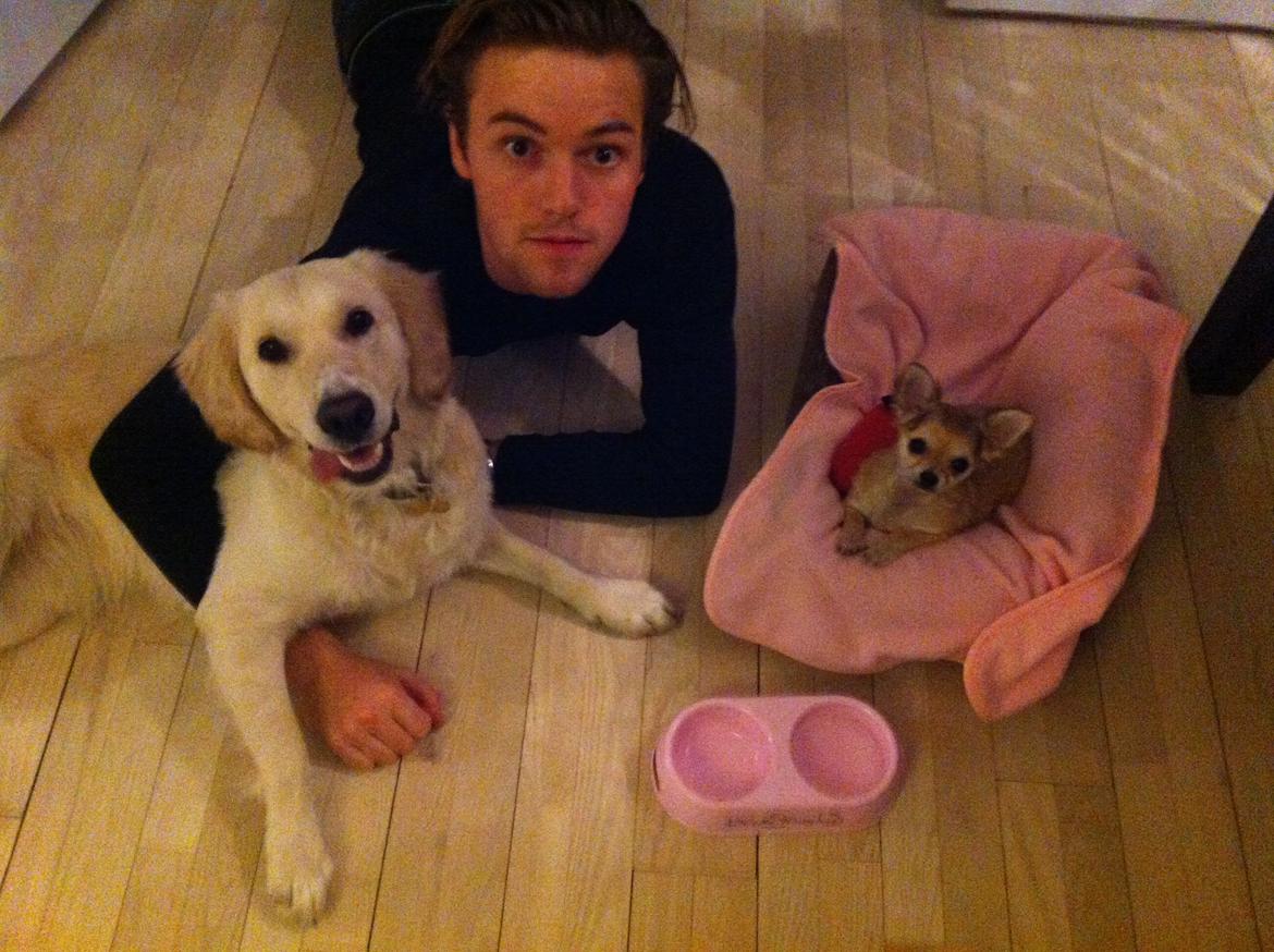 Chihuahua Phoebe - Christian, Disney & Phoebe billede 5