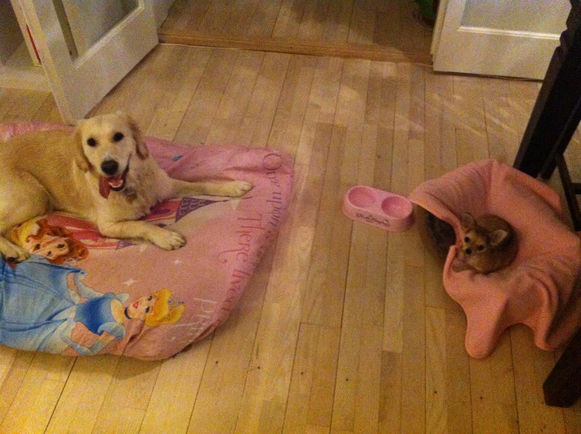 Chihuahua Phoebe - Disney & Phoebe billede 6