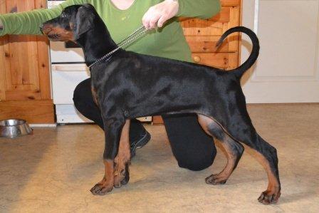 Dobermann Akitta - 14 uger billede 1