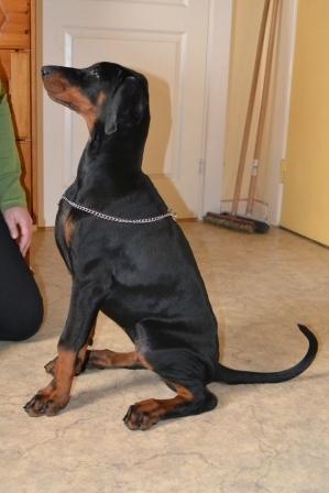 Dobermann Akitta billede 2