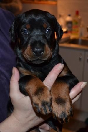 Dobermann Akitta billede 3