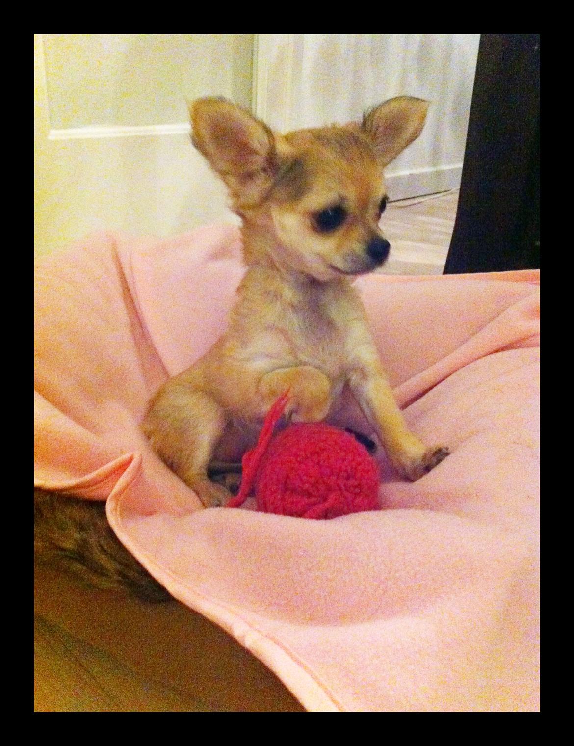 Chihuahua Phoebe - Phoebe og mus billede 7