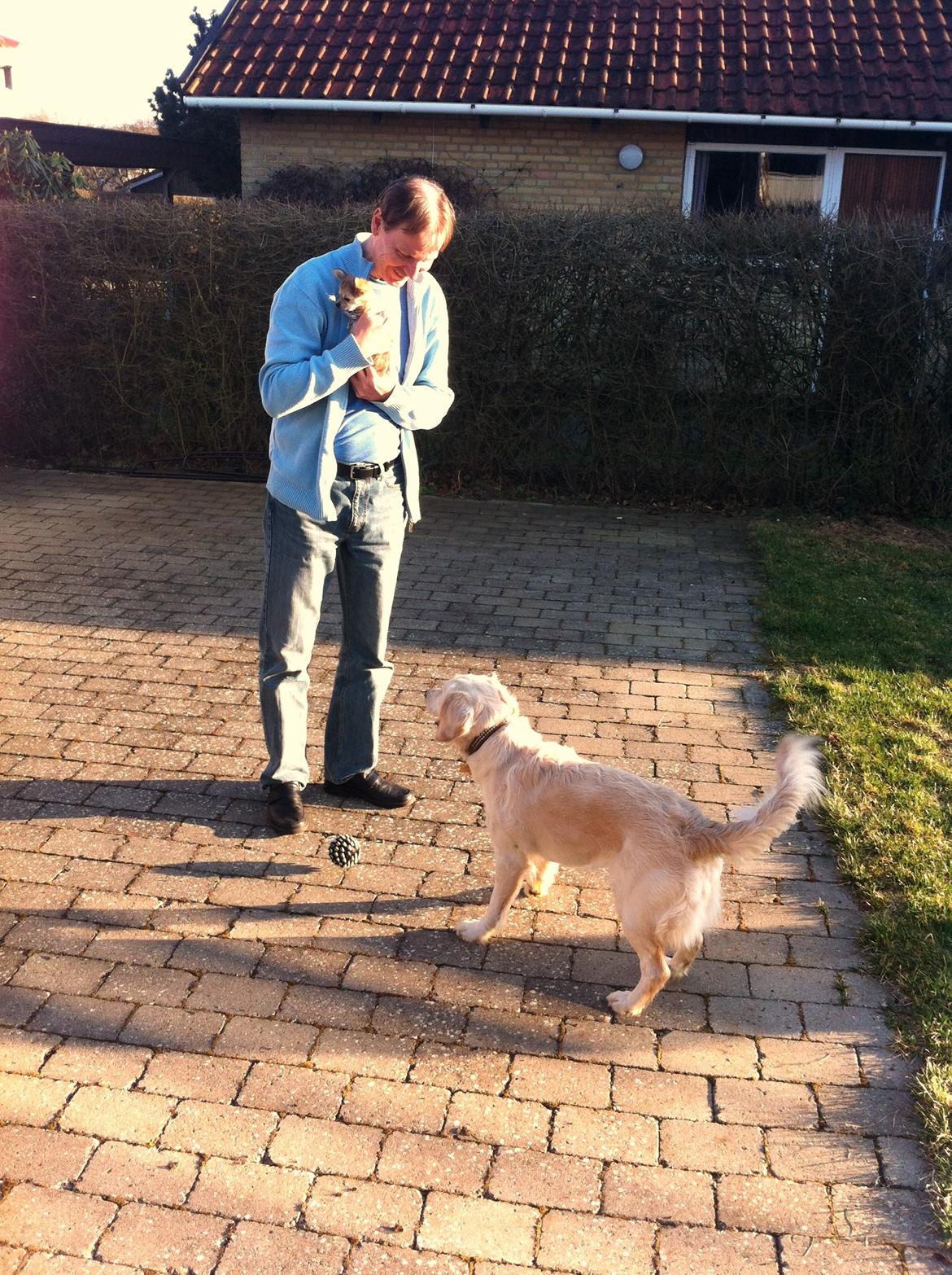 Chihuahua Phoebe billede 8