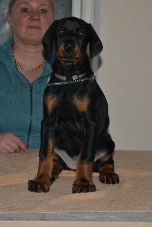 Dobermann Akitta billede 4