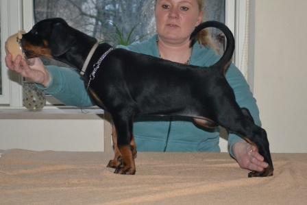 Dobermann Akitta - 7 uger billede 5