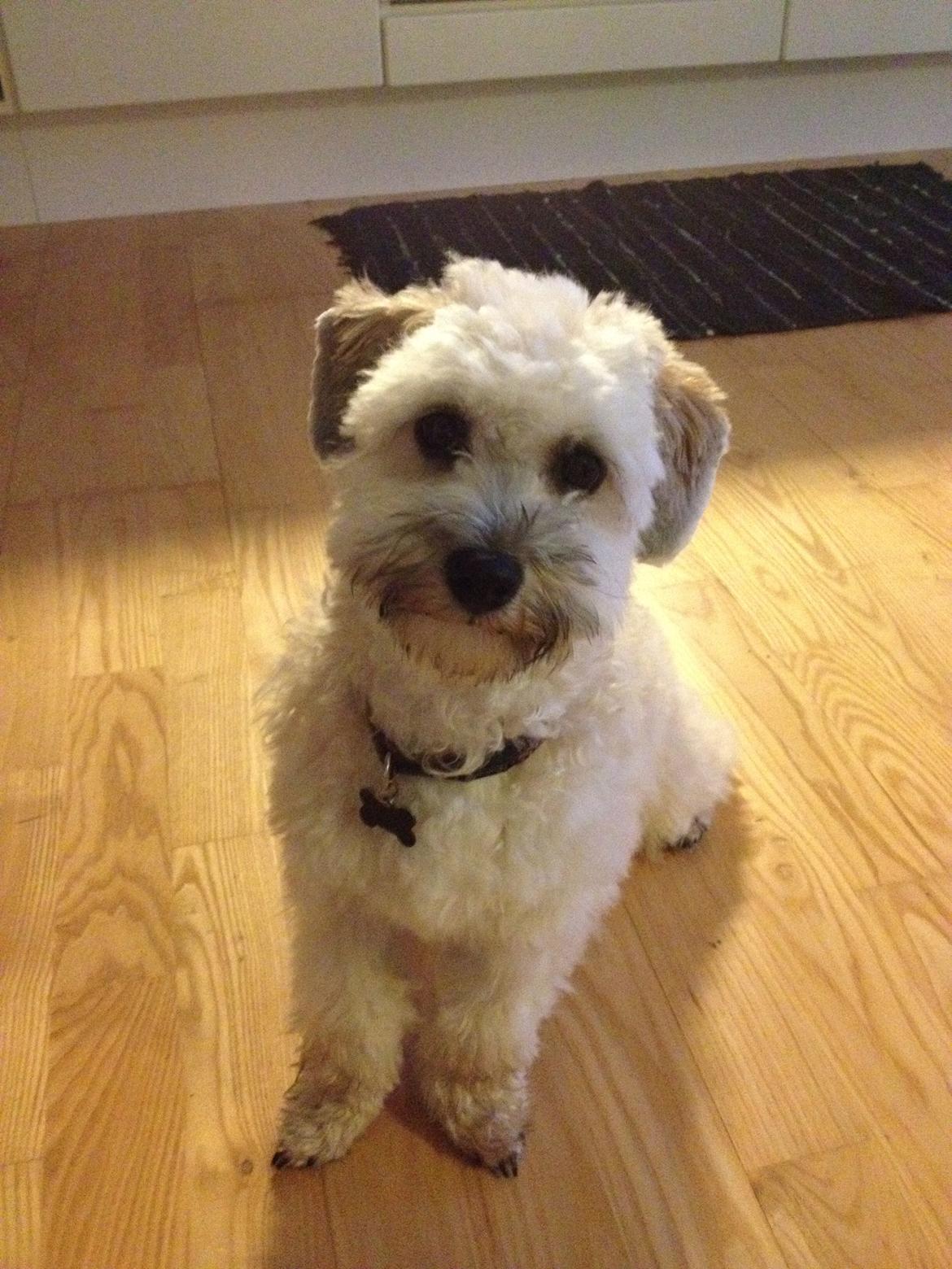 Blanding af racer Malteser/toypuddel PEANUT - ny klippet billede 6