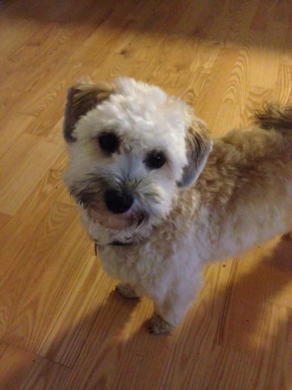 Blanding af racer Malteser/toypuddel PEANUT - syntes selv jeg er fin :-) billede 7