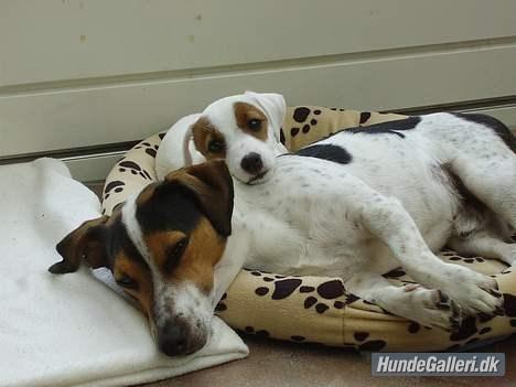 Blanding af racer Spot billede 10