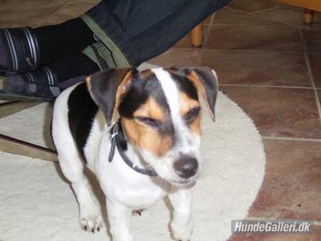 Blanding af racer Spot billede 12