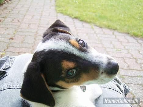 Blanding af racer Spot billede 13