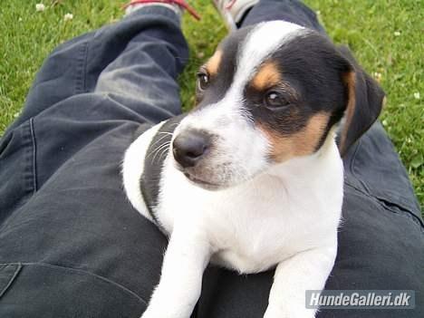 Blanding af racer Spot billede 14