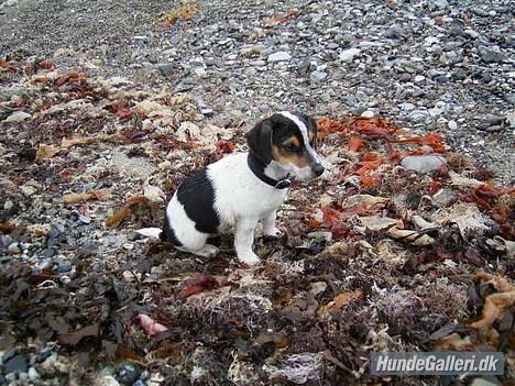 Blanding af racer Spot billede 15