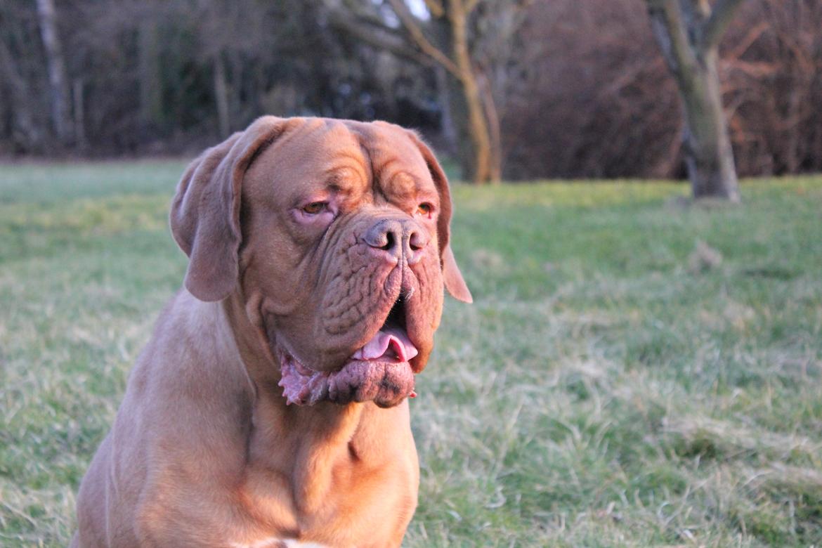 Dogue de bordeaux Shadow of Oak Bombay - Marts 2012 billede 1
