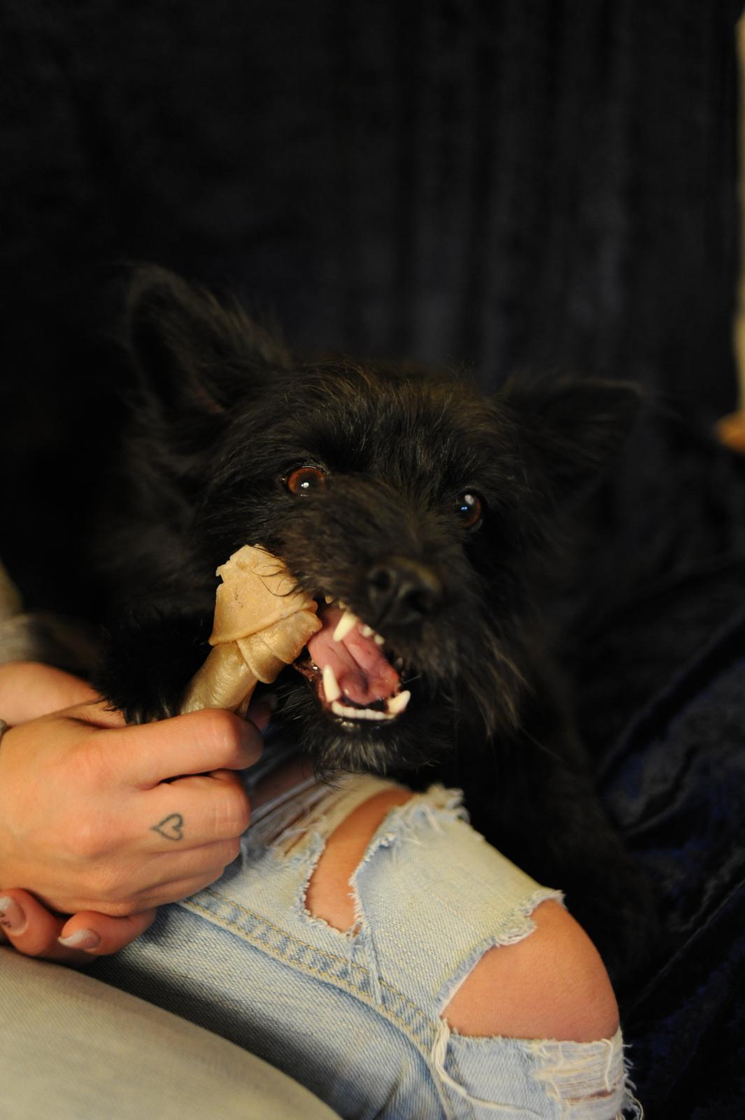 Blanding af racer Loke-emil billede 16