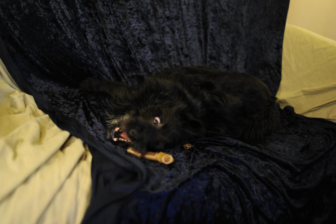 Blanding af racer Loke-emil billede 17