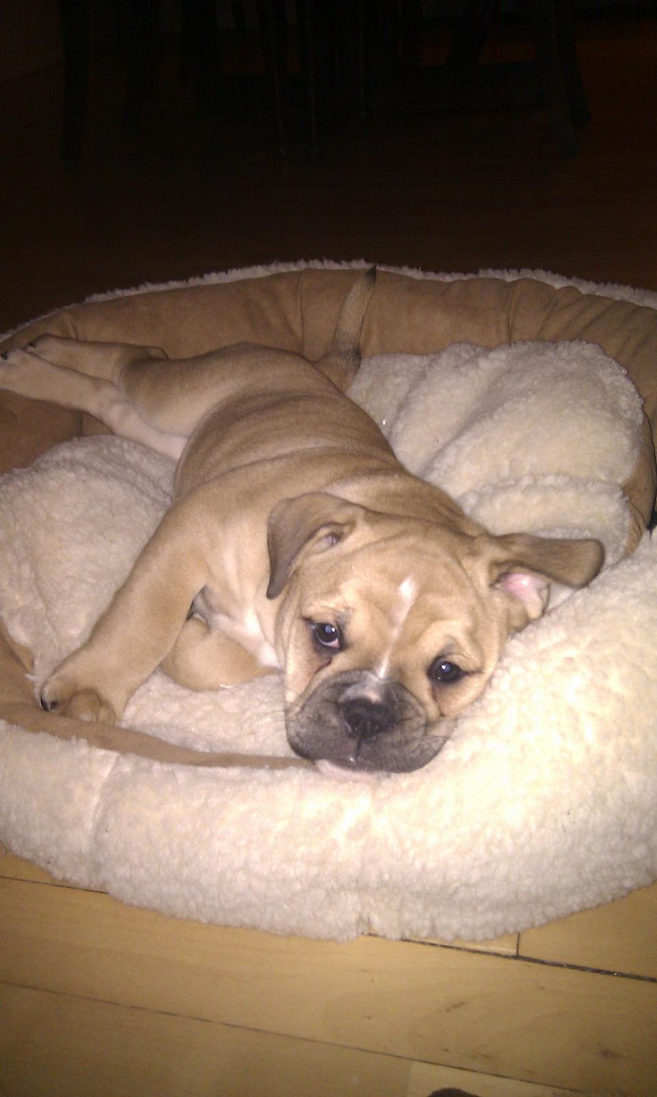 Olde english bulldogge Bullina's Wilma billede 15