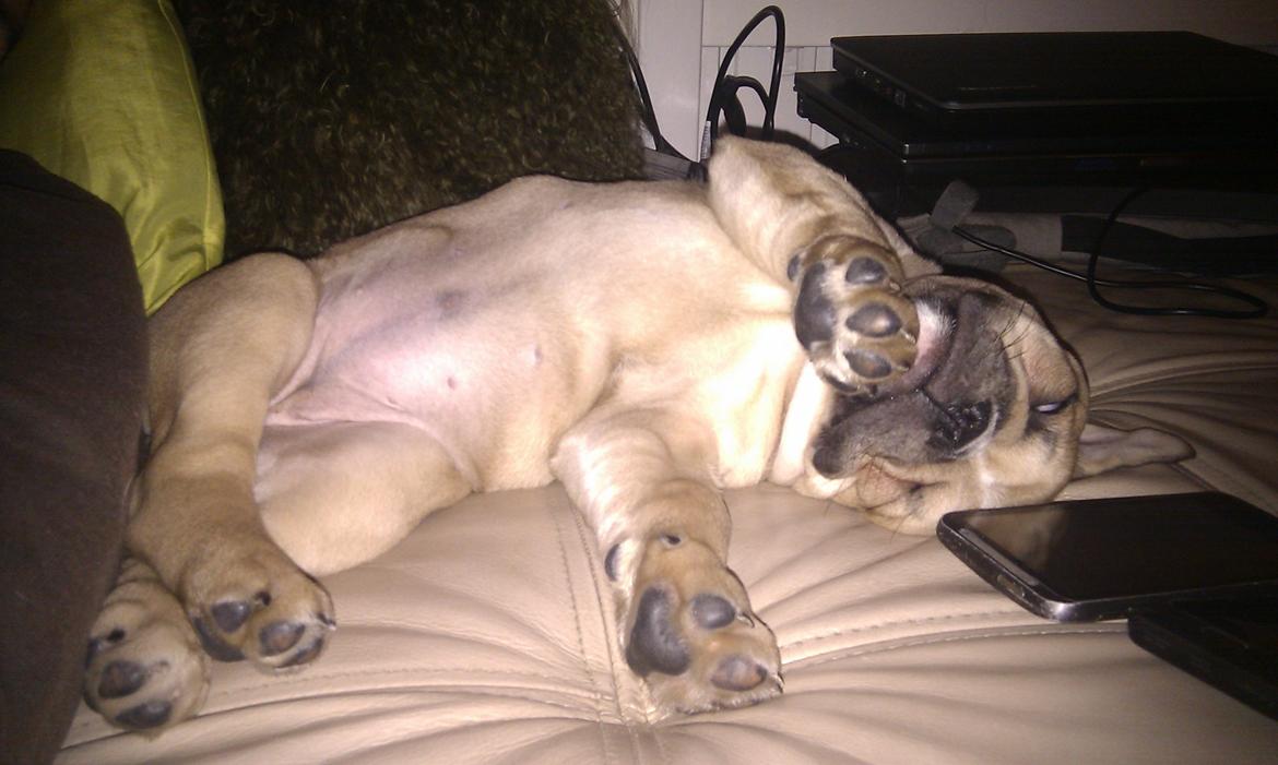 Olde english bulldogge Bullina's Wilma billede 16