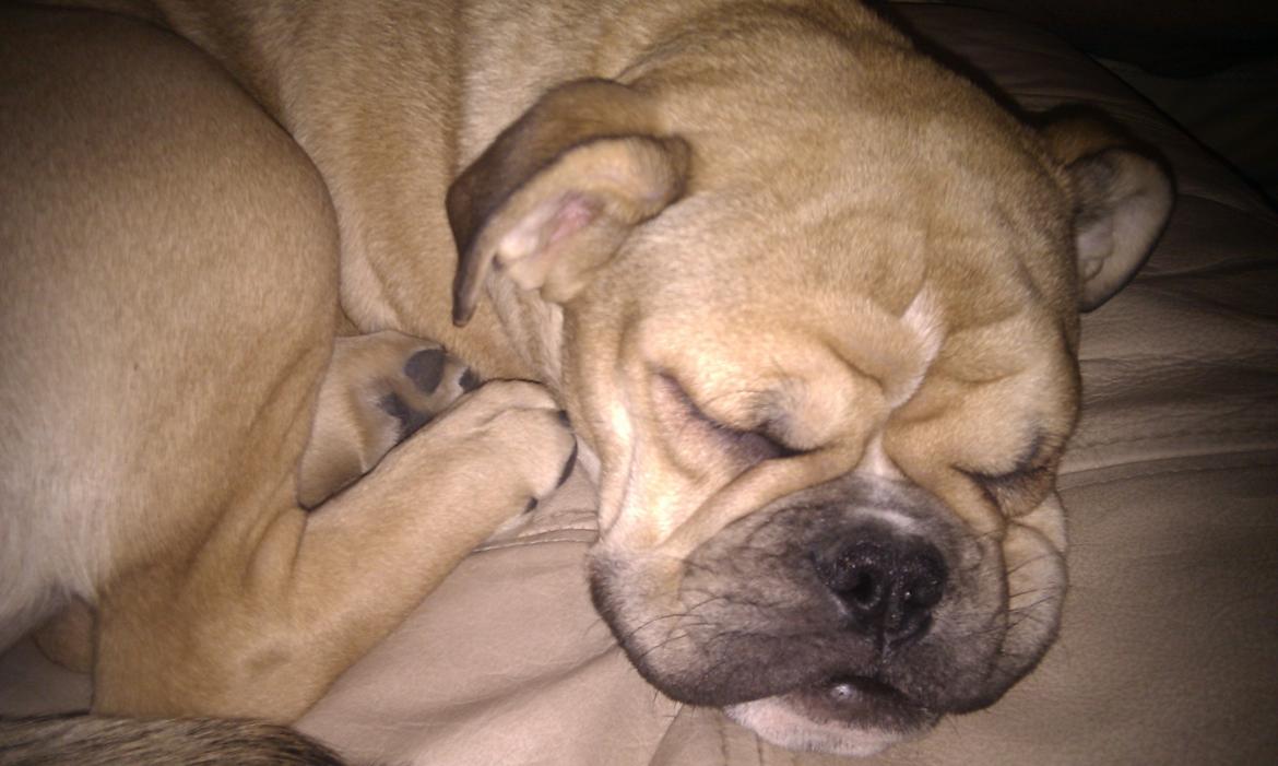 Olde english bulldogge Bullina's Wilma billede 17