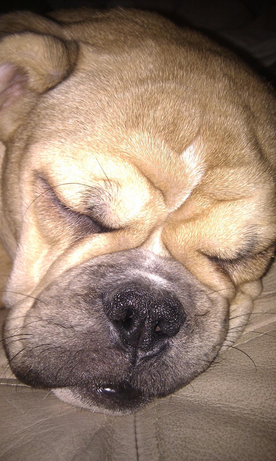 Olde english bulldogge Bullina's Wilma billede 18